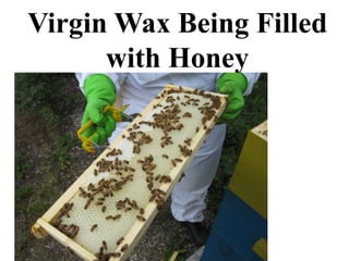 Virgin Wax Being Filled
with Honey
 