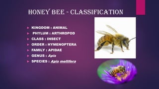 Comprehensive Overview of Beekeeping: History, Species, and Management ...