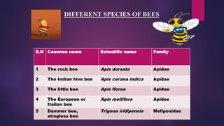 Bees Origin Comprehensive Overview of Beekeeping: History, Species, and Management ...