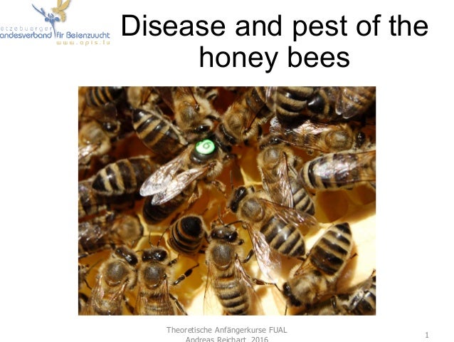 Beekeeping Theory Disease And Pests Of Honey Bee