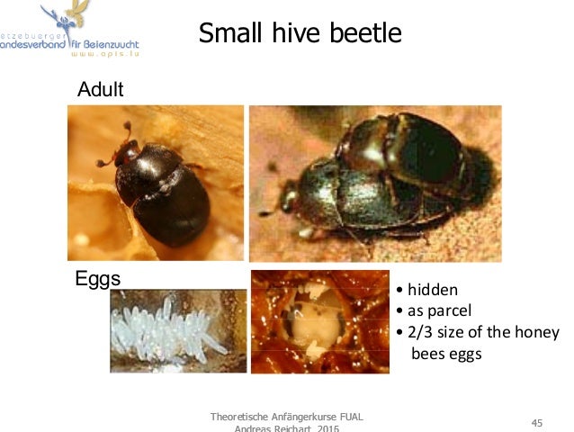 Beekeeping Theory Disease And Pests Of Honey Bee