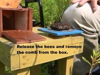 Bee Lining & Bee Hunting | PDF