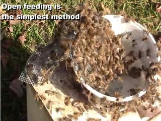 Bee Lining & Bee Hunting | PDF