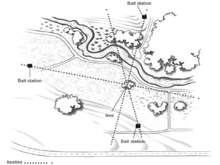 Bee Lining & Bee Hunting | PDF