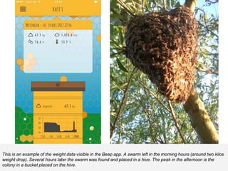 This is an example of the weight data visible in the Beep app. A swarm left in the morning hours (around two kilos
weight drop). Several hours later the swarm was found and placed in a hive. The peak in the afternoon is the
colony in a bucket placed on the hive.
 