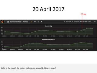 20 April 2017
2.5 kg
Later in the month the colony collects net around 2.5 kgs in a day!
 
