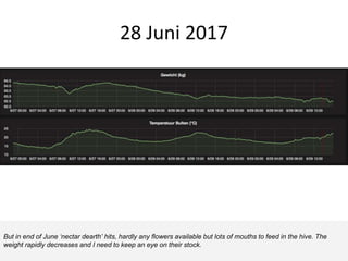 28 Juni 2017
But in end of June ‘nectar dearth’ hits, hardly any flowers available but lots of mouths to feed in the hive. The
weight rapidly decreases and I need to keep an eye on their stock.
 