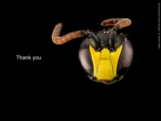 Hylaeusmodestus,US-USGSBeeInventoryandMonitoringLab
Thank you
 