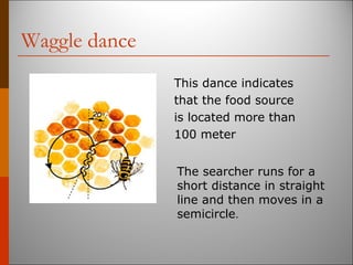Waggle dance
This dance indicates
that the food source
is located more than
100 meter
The searcher runs for a
short distance in straight
line and then moves in a
semicircle.
 