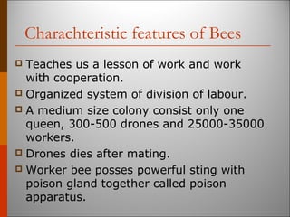 Charachteristic features of Bees
 Teaches us a lesson of work and work
with cooperation.
 Organized system of division of labour.
 A medium size colony consist only one
queen, 300-500 drones and 25000-35000
workers.
 Drones dies after mating.
 Worker bee posses powerful sting with
poison gland together called poison
apparatus.
 