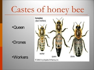 Castes of honey bee
•Queen
•Drones
•Workers
 