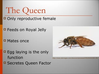 The Queen
 Only reproductive female
 Feeds on Royal Jelly
 Mates once
 Egg laying is the only
function
 Secretes Queen Factor
http://www.dkimages.com/discover/previews/978/50493395.JPG
 