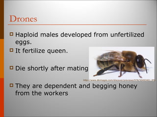 Drones
 Haploid males developed from unfertilized
eggs.
 It fertilize queen.
 Die shortly after mating.
 They are dependent and begging honey
from the workers
http://www.dkimages.com/discover/previews/978/50493401.JPG
 