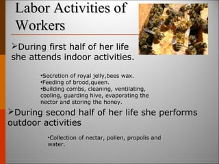 Labor Activities ofLabor Activities of
WorkersWorkers
During first half of her life
she attends indoor activities.
•Secretion of royal jelly,bees wax.
•Feeding of brood,queen.
•Building combs, cleaning, ventilating,
cooling, guarding hive, evaporating the
nector and storing the honey.
During second half of her life she performs
outdoor activities
•Collection of nectar, pollen, propolis and
water.
 