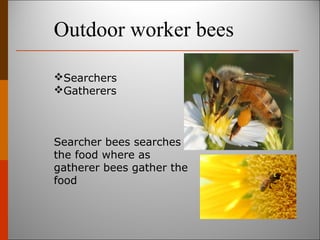 Outdoor worker bees
Searchers
Gatherers
Searcher bees searches for
the food where as
gatherer bees gather the
food
 