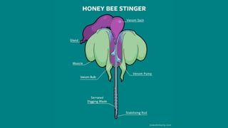Bee presentation for kids | PPTX