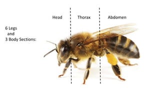 Bee presentation for kids | PPTX