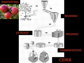 Beer and spirits_2