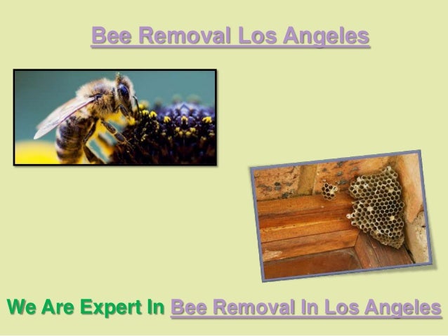 Bee Removal Los Angeles