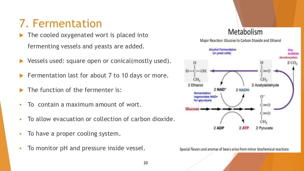 Beer fermentation