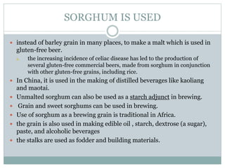 SORGHUM IS USED
 instead of barley grain in many places, to make a malt which is used in
gluten-free beer.
a. the increasing incidence of celiac disease has led to the production of
several gluten-free commercial beers, made from sorghum in conjunction
with other gluten-free grains, including rice.
 In China, it is used in the making of distilled beverages like kaoliang
and maotai.
 Unmalted sorghum can also be used as a starch adjunct in brewing.
 Grain and sweet sorghums can be used in brewing.
 Use of sorghum as a brewing grain is traditional in Africa.
 the grain is also used in making edible oil , starch, dextrose (a sugar),
paste, and alcoholic beverages
 the stalks are used as fodder and building materials.
 