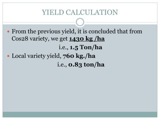 YIELD CALCULATION
 From the previous yield, it is concluded that from
Cos28 variety, we get 1430 kg /ha
i.e., 1.5 Ton/ha
 Local variety yield, 760 kg./ha
i.e., 0.83 ton/ha
 