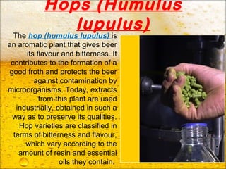 Hops (Humulus
lupulus)
The hop (humulus lupulus) is
an aromatic plant that gives beer
its flavour and bitterness. It
contributes to the formation of a
good froth and protects the beer
against contamination by
microorganisms. Today, extracts
from this plant are used
industrially, obtained in such a
way as to preserve its qualities.
Hop varieties are classified in
terms of bitterness and flavour,
which vary according to the
amount of resin and essential
oils they contain.
 