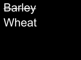 BarleyWheat