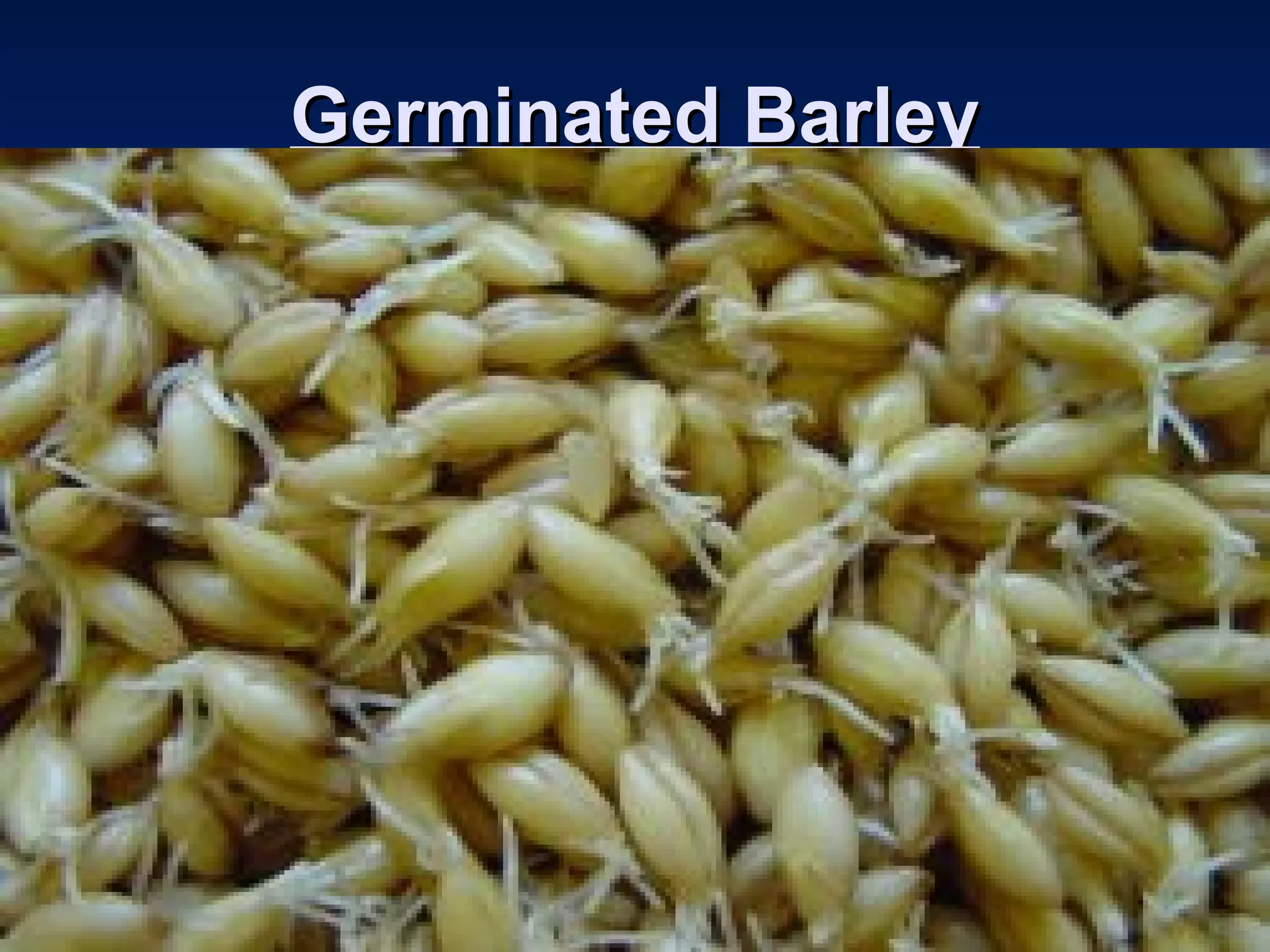 Germinated BarleyGerminated Barley
 