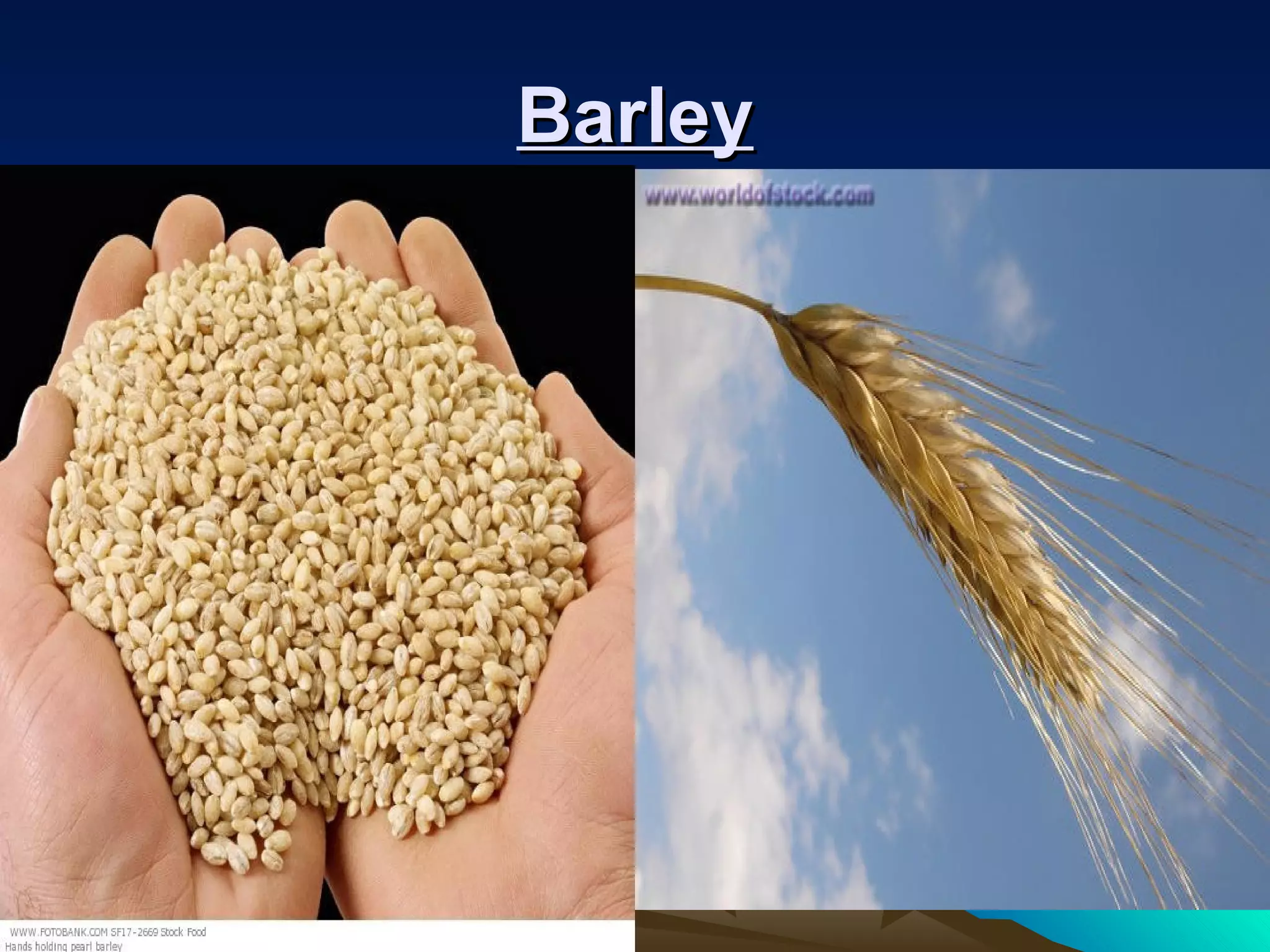 BarleyBarley
 