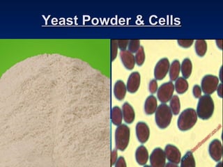 Yeast Powder & CellsYeast Powder & Cells
 