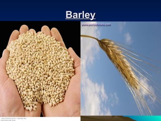 BarleyBarley
 