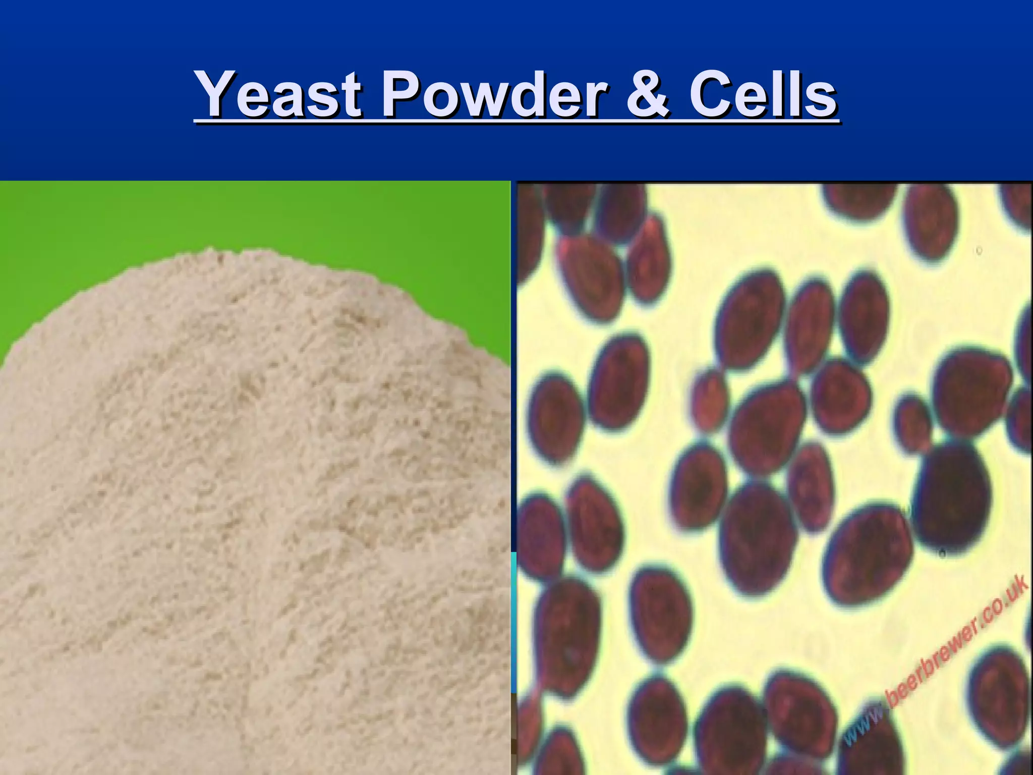 Yeast Powder & CellsYeast Powder & Cells
 