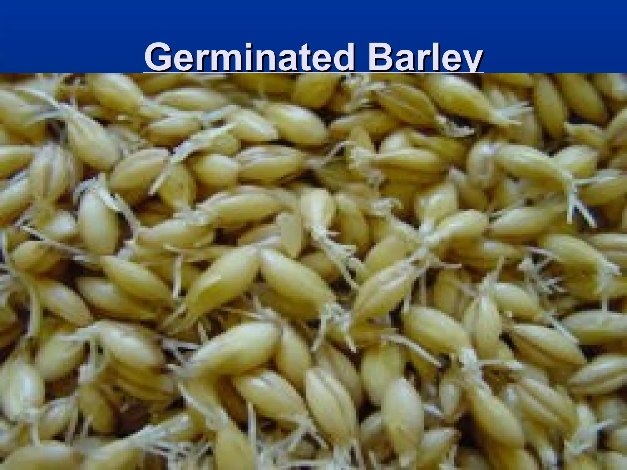 Germinated BarleyGerminated Barley
 