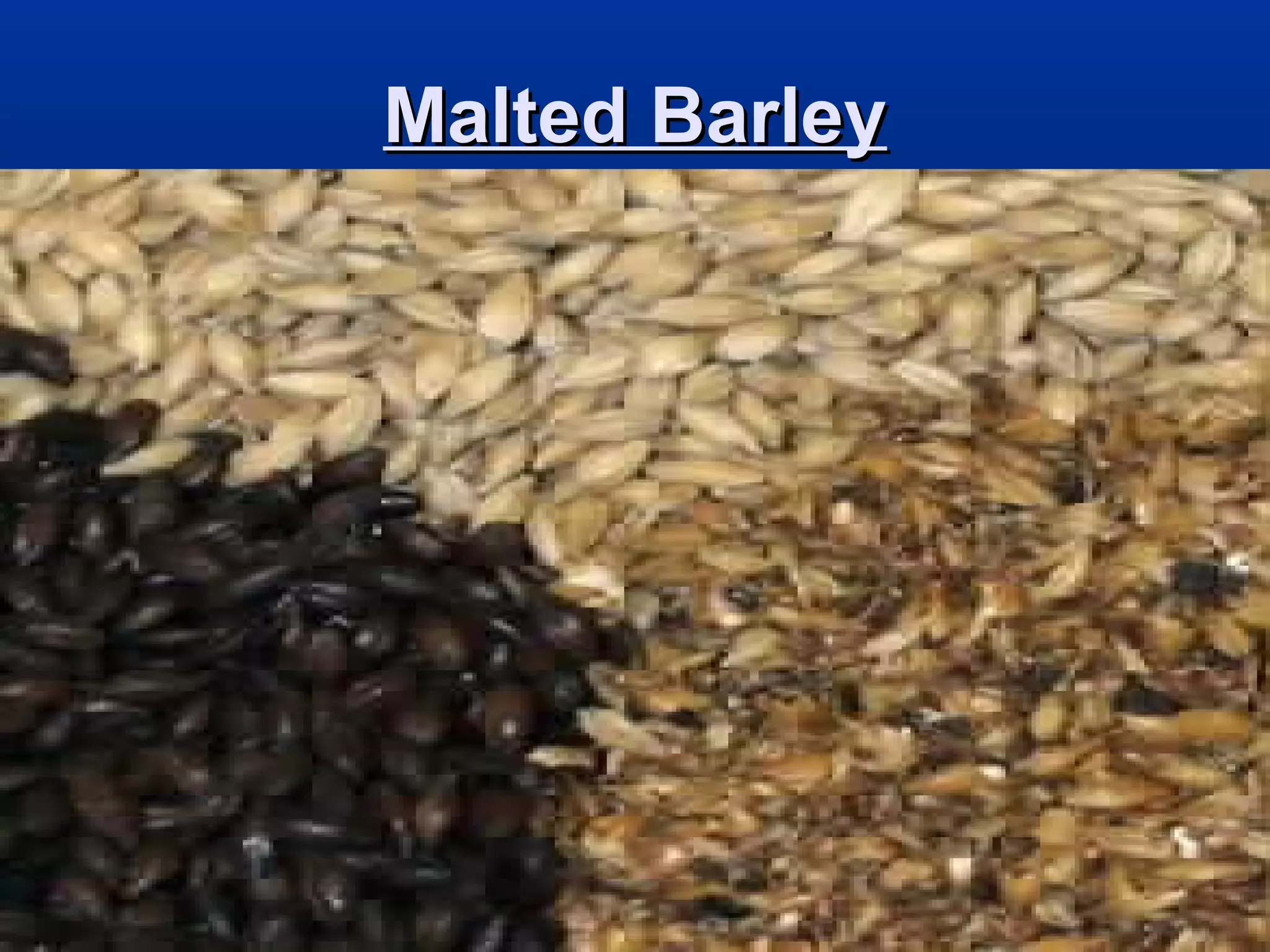 Malted BarleyMalted Barley
 