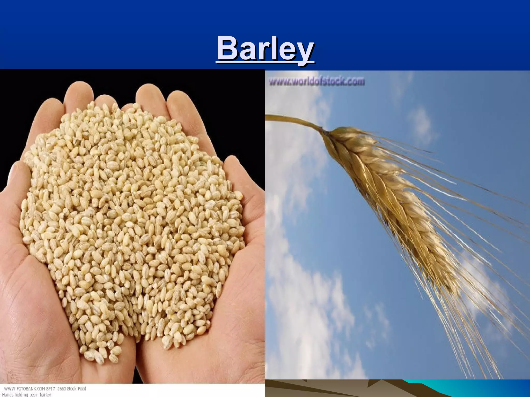BarleyBarley
 