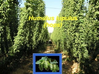 Humulus lupulus
   (hops)
 