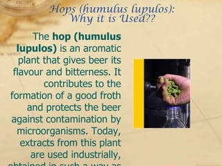 Hops (humulus lupulos):
            Why it is Used??
      The hop (humulus
  lupulos) is an aromatic
   plant that gives beer its
 flavour and bitterness. It
         contributes to the
formation of a good froth
     and protects the beer
against contamination by
  microorganisms. Today,
   extracts from this plant
      are used industrially,
 
