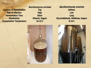 Saccharomyces cervisiae      Saccharomyces uvarium
 Location of fermentation           Top                         Bottom
     Risk of infection             High                           Low
   Fermentation Time               Short                          Long
       Metabolizes            Ethanol, Sugars       Glyceraldehyde, Melibiose, Sugars
Fermentation Temperature          16-22 C                        8-16 C
 