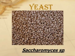 Yeast




Saccharomyces sp.
 