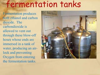 fermentation tanks
Fermentation produces
both ethanol and carbon
dioxide. The
carbondioxide is
allowed to vent out
through these blow-off
hoses whose ends are
immersed in a tank of
water, producing an air-
lock and preventing
Oxygen from entering
the fermentation tanks.
 