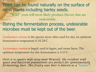 Yeast can be found naturally on the surface of
most plants including barley seeds.
      “Wild” yeast will most likely produce flavors that are
                         undesirable.
During the fermentation process, undesirable
microbes must be kept out of the beer.
Saccharomyces cervisiae is the species most often used for ales, its optimum
fermentation temperature is 16-24 C

Saccharomyces uvarium is largely used in lagers, and steam beers. The
optimum temperature for this fermentation is 2-13 C

Over a 15 square mile area near Brussels the resident wild
yeast and bacterial populations are perfect for spontaneously
fermenting, beer. This fruity sour beer is known as a “lambic”.
 