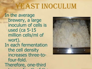 Yeast Inoculum
In the average
  brewery, a large
  inoculum of cells is
  used (ca 5-15
  million cells/ml of
  wort).
In each fermentation
  the cell density
  increases three-to-
  four-fold.
Therefore, one-third
 