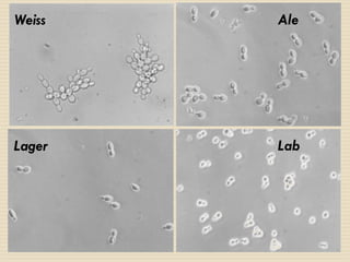 Weiss

Ale

Lager

Lab

 