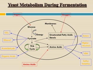Sugars

Oxygen

Membranes
Glucose
CO2
Ethanol

Acetaldehyde

Energy
Pyruvate
TCA
Cycle

Unsaturated Fatty Acids
Sterols

Amino Acids

Esters
Higher
Alcohols
VDK

Organic Acids
Amino Acids

Sulfur
Volatiles

 