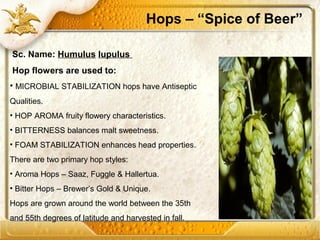Hops – “Spice of Beer”
Sc. Name: Humulus lupulus
Hop flowers are used to:
• MICROBIAL STABILIZATION hops have Antiseptic
Qualities.
• HOP AROMA fruity flowery characteristics.
• BITTERNESS balances malt sweetness.
• FOAM STABILIZATION enhances head properties.
There are two primary hop styles:
• Aroma Hops – Saaz, Fuggle & Hallertua.
• Bitter Hops – Brewer’s Gold & Unique.
Hops are grown around the world between the 35th
and 55th degrees of latitude and harvested in fall.
 