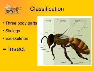 Classification Three body parts  Six legs Exoskeleton = Insect 