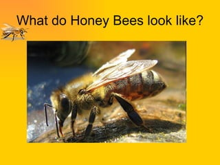 What do Honey Bees look like? 