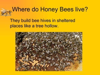 Where do Honey Bees live? They build bee hives in sheltered places like a tree hollow. 