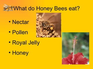What do Honey Bees eat? Nectar Pollen Royal Jelly Honey 